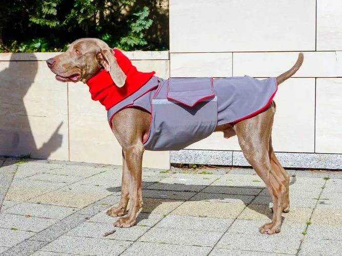 WEIMARANER SOFTSHELL DOG COAT   NECK WARMER / MADE TO ORDER