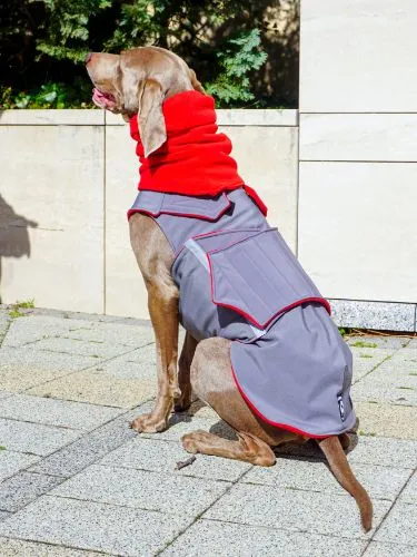 WEIMARANER SOFTSHELL DOG COAT   NECK WARMER / MADE TO ORDER