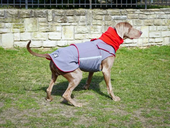 WEIMARANER SOFTSHELL DOG COAT   NECK WARMER / MADE TO ORDER