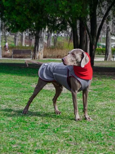 WEIMARANER SOFTSHELL DOG COAT   NECK WARMER / MADE TO ORDER